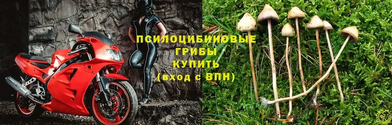 Псилоцибиновые грибы Psilocybine cubensis  Гудермес 